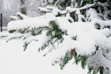 Christmas tree brunch in forest with snow. Close up macro.