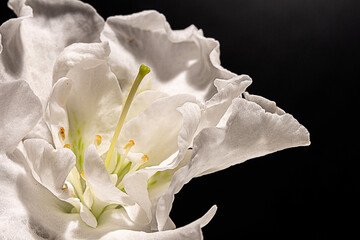 The white flower