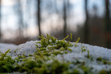Moos im Winter