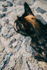 stray cat lying on a street in some town
