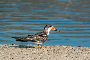 Immature Black Skimmer (Rhynchops niger) in Malibu Lagoon, California, USA