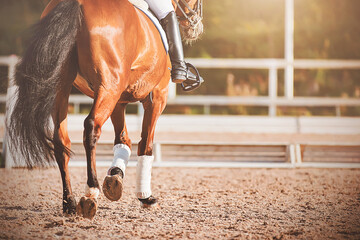 A bay horse with a long dark tail walks through an outdoor arena at a dressage competition,...