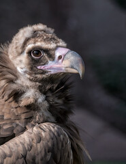 Cinereous Vulture (Aegypius monachus) in Caucasus, Republic of Dagestan, Russia