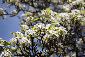 Spring Blossom