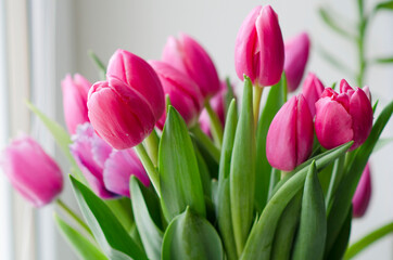Bouquet of tulips. Bouquet of pink tulip buds
