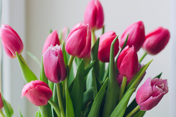 Bouquet of tulips. Bouquet of pink tulip buds