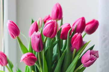 Bouquet of tulips. Bouquet of pink tulip buds