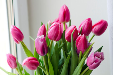 Bouquet of tulips. Bouquet of pink tulip buds