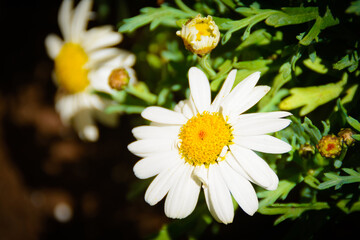 Flores de jardín. Ejemplos de flores de jardinería para poder en casa