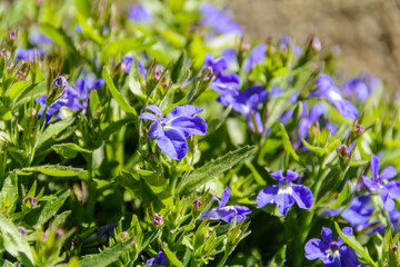 Flores de jardín. Ejemplos de flores de jardinería para poder en casa