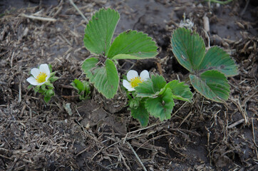Strawberry seedlings. White flower of the strawberry