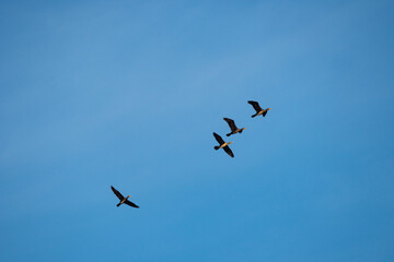 Flying cormorants against the blue sky. Animal