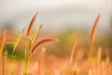 Fototapeta premium grass flower foggy landscape forest morning beautiful sunrise mist with plant .
