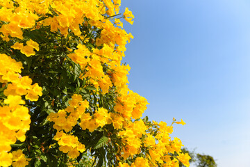 Yellow flower on tree in the garden with blue sky, beautiful flowers Trumpetflower, Yellow trumpet-flower, Yellow trumpetbush.