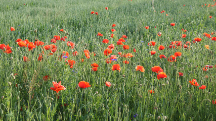 Red poppy flowers in the summer field. Beautiful red wildflowers.