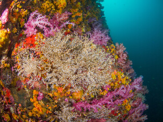 Fototapeta na wymiar Snowflake corals surrounded with colorful corals (Mergui archipelago, Myanmar)