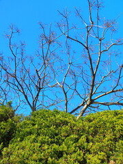 生垣と栴檀の枯れ木と青空