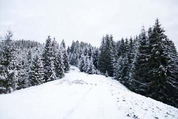 Fototapeta na wymiar winter forest in the mountains