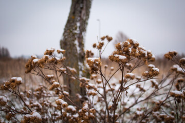 Dry plant with thorns against the background of a bare tree trunk in winter