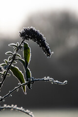 Frost on Buddleia