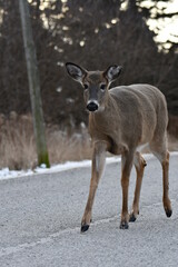 White Tailed Deer walking up middle of road