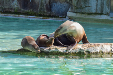 Fototapeta premium Navy seals lying on a rock in the pool