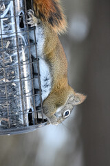American Red Squirrel eating from squirrel proof bird feeder