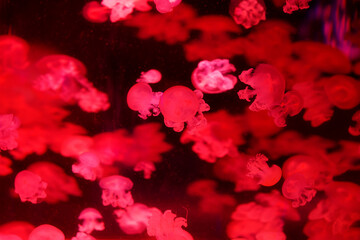 Beautiful jellyfish moving through the water neon lights.Background with jellyfish. variety of jellyfish swim in the ocean aquarium with neon lights.The jellyfish medusa swimming in deep water ocean. 