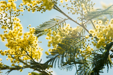 Grappes de fleurs de mimosa en contre-jour dans un arbre un jour ensoleillé