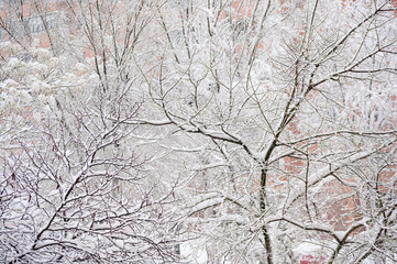 Tree branches filled with snow during a major snowstorm