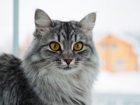 Close-up portrait beautiful gray fluffy domestic cat with yellow eyes. Cat sits on the windowsill. Image for veterinary clinics. The concept of pets. Banner for the site.