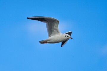 black-headed gull in winter plumage in flight
