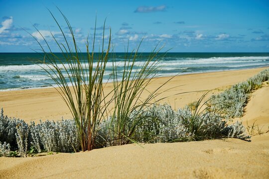 grass and plants in the dunes of the atlantic ocean in France