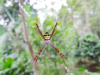 spider on the web