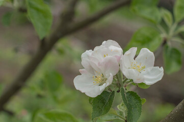 Fototapeta na wymiar Blooming apple-tree inflorescence.