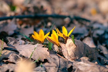 First spring yellow flowers crocuses close up in the forest