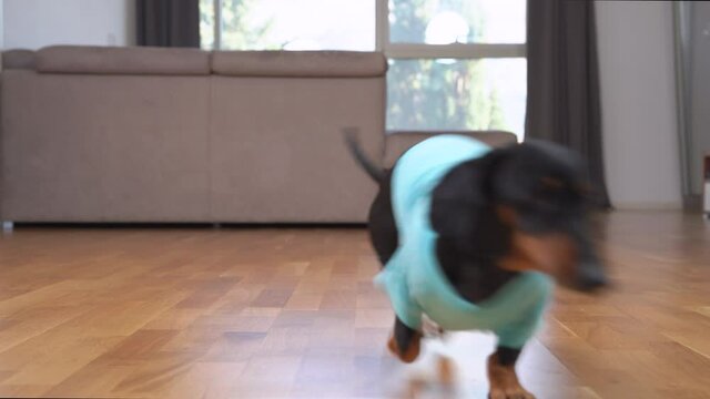 Adult dachshund in pajamas obediently sits and waits for instructions, active naughty puppy plays and runs behind dog during home training with handler.