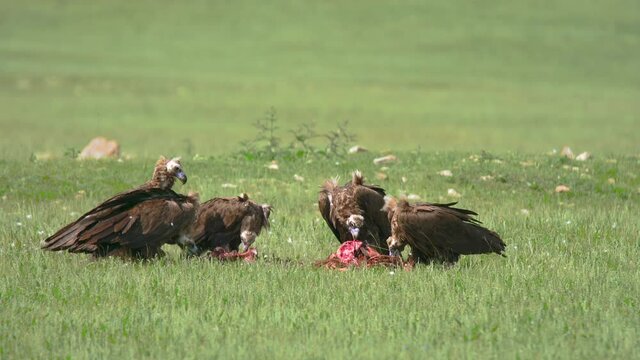 Wild black monk Eurasian vulture herd eating a dead animal carcass.Aegypius monachus Accipitridae raptor raptors kite buzzard harrier goshawk buteo bird of prey eagle harriers wildlife nature