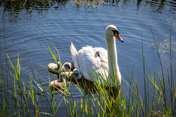 A Mute Swan with Cygnets Swimming close by and on  the mothers back © lemanieh
