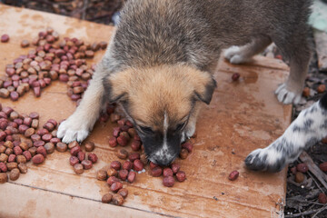 Take dog from shelter. Small gray stray puppy mongrel eats dry dog food on street. Adorable toddler is looking for family and loving hands.