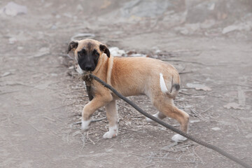 Cute little blond puppy with black mask is playing with old dirty rope that it found on street. Take dog from shelter and give it happy life.