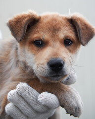 Take dog from shelter and give it happy life. Small red stray puppy mongrel with beautiful big kind brown eyes and shaggy ears looks straight into soul.