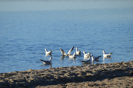 Sea-gulls in the river, nature photo