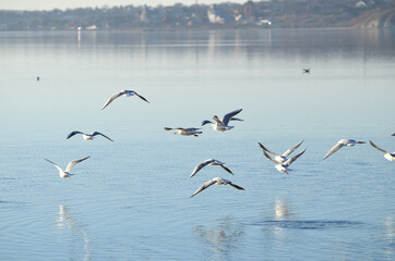 Sea-gulls flying above the river, nature photo
