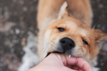 Stroking hand of cute light red puppy mongrel with big kind brown eyes. Biting baby teeth of small...