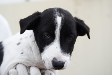 Take dog from shelter and give it happy life. Small stray puppy mongrel with beautiful big kind brown eyes and black and white spotted color looks straight into soul.