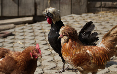 roosters and hen