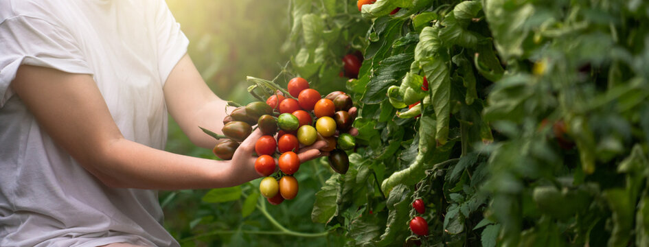 A woman farmer picks cherry tomatoes in a greenhouse. Organic farm.	