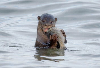 Fototapeta premium Otter eating a fish in the ocean