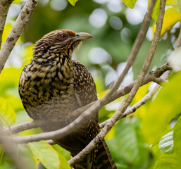 Asian Koel perched on a branch